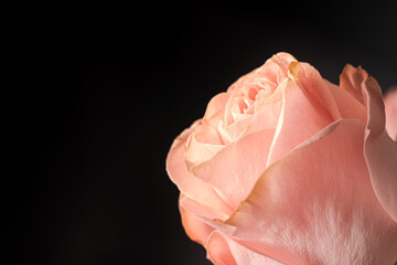 pink rose bud on a black background in the corner. space for text