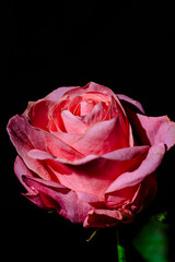 pink rose on a black background in profile