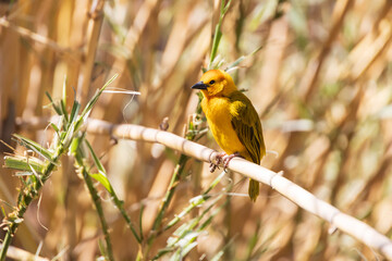 Taveta golden weaver, yellow bird resting on a branch