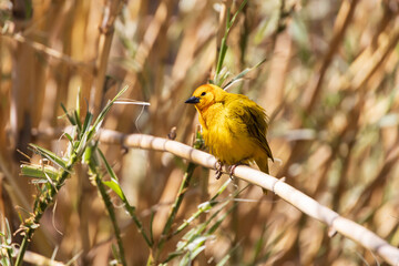 Taveta golden weaver, yellow bird resting on a branch
