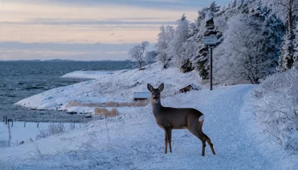 Gardinen roe deer in winter landscape photo taken by the swedish coastline © Adrian