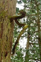 慈光寺参道　龍神杉（新潟県）