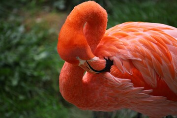 close up of flamingo