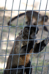 Brown Capuchin monkey holding on to fence at the zoo