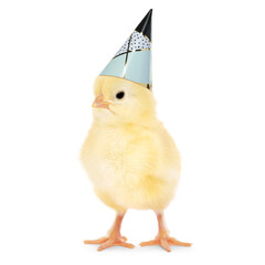 Cute chick with party hat on white background