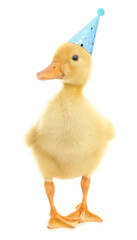 Cute little duckling with party hat on white background