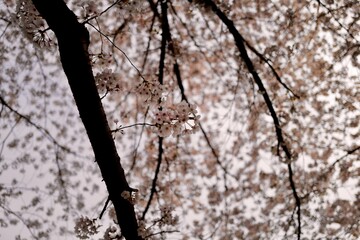 cherry blossoms