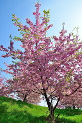 岩室地区　石瀬の桜（新潟県）
