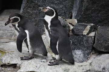 penguin on the rocks