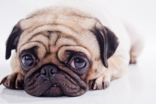 dog pet cute lovely pugdog