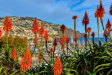 Fackellilien in Madeira