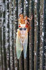 An Albino Cicada Emerges from its Shell - obrazy, fototapety, plakaty
