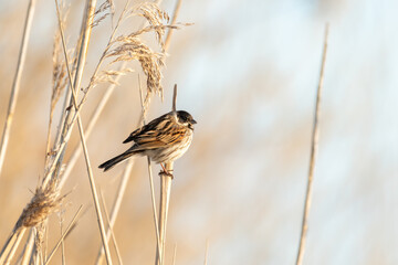 Emberiza schoeniclus (Linnaeus, 1758) - reed bunting - Rohrammer