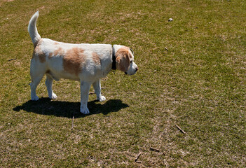 white and light brown old beagle with collar standing in profile on grass