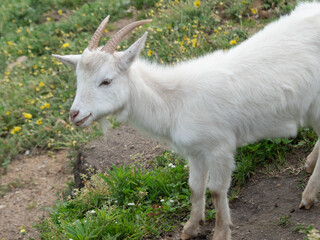 Young white kid goat portrait, standing on hillside in rural Portugal.