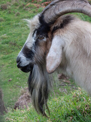 Billy goat with long beard and big horns. Close up portrait