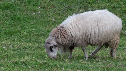 Obraz na płótnie Canvas Large domestic sheep portrait, grazing in a grassy valley in rural Portugal.