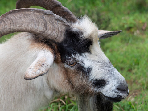 Adult billy goat portrait, close up on face and head