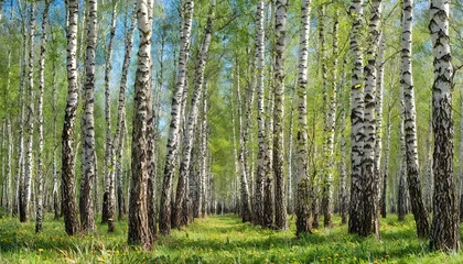 Badezimmer Foto Rückwand spring in the birch grove © Mac