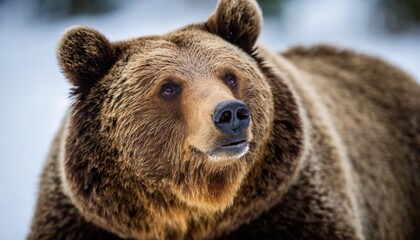 portrait of a brown bear awake in winter