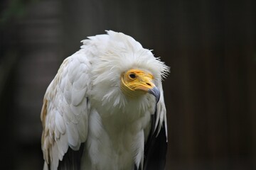 white tailed eagle