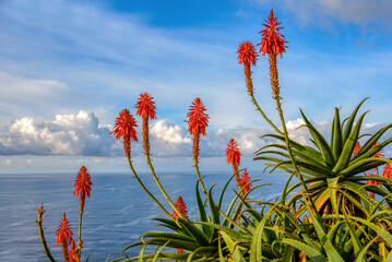 Fackellilien in Madeira
