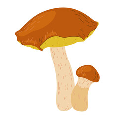 Suillus mushrooms. Edible fungus. Hand drawn trendy flat style isolated on white background. Autumn forest harvest, healthy organic food, vegetarian food. Vector illustration