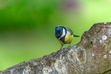 Great tit looking for meal worm on a tree trunk in High resolution 9504 x 6336 image with great clear beautiful bokeh background