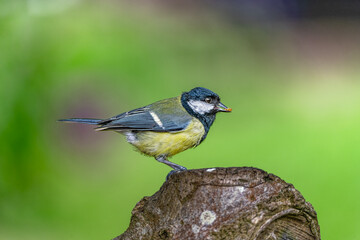 Great tit looking for meal worm on a tree trunk in High resolution 9504 x 6336 image with great clear beautiful bokeh background