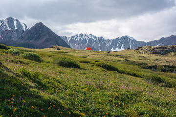 Wonderful multicolor blooming flowers and vivid orange tent on grassy hill against snow mountain range silhouette under gray cloudy sky. Colorful scenery with lush alpine flora on flowering meadow. - 795433291