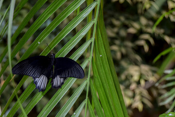 Mariposa negra posada sobre una hoja verde