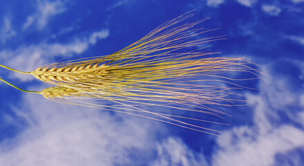 barley grain cock on a sky background
