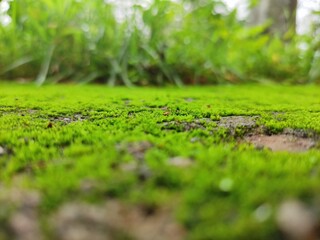 Close-up of mossy forest floor with blurry bushes and trees.