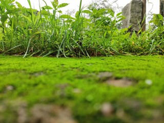 Fuzzy shrubs and trees in close-up on a mossy forest floor.