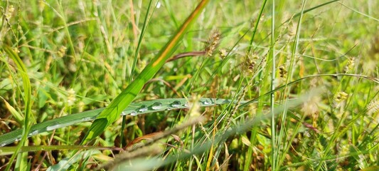 Mossy surface in closeup, encircled by beautiful greenery and trees.