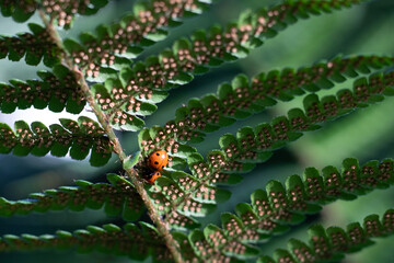 Two ladybirds or ladybugs on the underside of a fern leaf