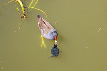 Moorhen and chicks on the Tiverton Canal	