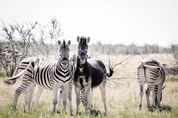 this rare zebra is almost entirely black