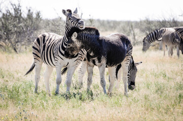 this rare zebra is almost entirely black