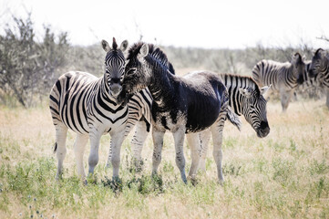 Fototapeta na wymiar this rare zebra is almost entirely black