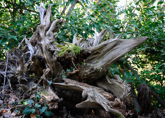 An old wooden snag in a tropical forest covered with moss