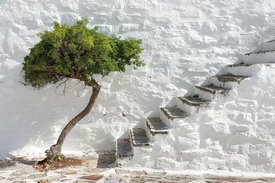 b'Small tree growing in front of a white stone wall with stairs'