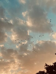 birds flying in the sky