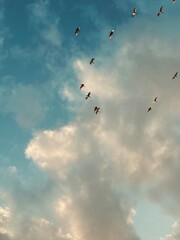 birds flying in the sky