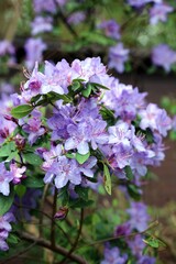 Purple Augustine's Rhododendron bush in full bloom, Derbyshire England
