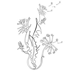 Hand drawn dandelion flower. Continuous line on a transparent background.