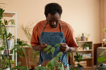 Waist up portrait of African American man inspecting leaves of green live plants at home copy space 