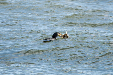 cormorant phalacrocorax carbo in the sea with a fish in its beak	