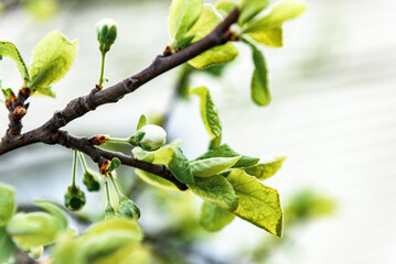 The tree is beginning to bloom in early spring.