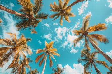 Looking up at the coconut trees